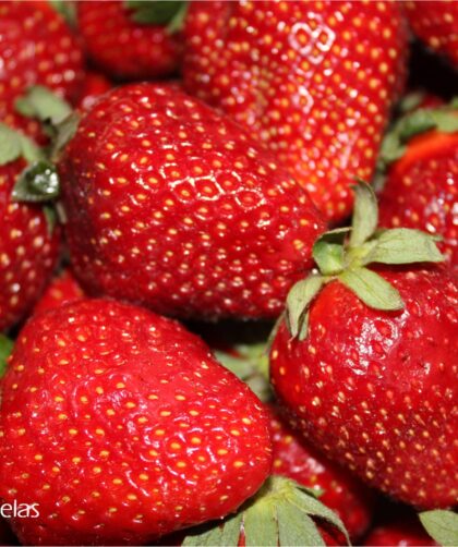 mermelada de fresa