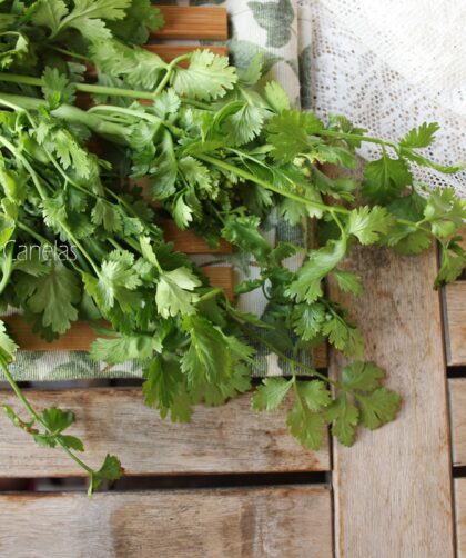 cilantro