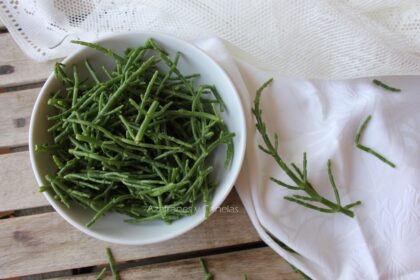 salicornia
