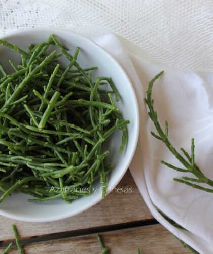 salicornia