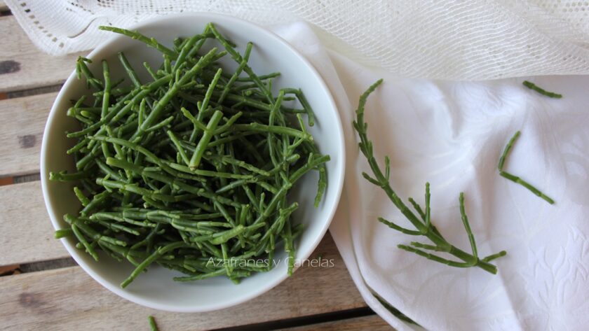 salicornia